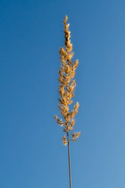 Bozkır otu. Mavi gökyüzünün arka planında bir tüy otu.