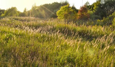 Tüy otu gün batımı nı ya da gün doğumu yaldızlı. Doğal arka plan