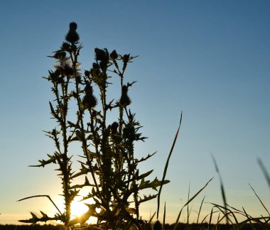 gökyüzüne karşı güneşe karşı dikenli bitki. Günbatımı. Yaz akşamı