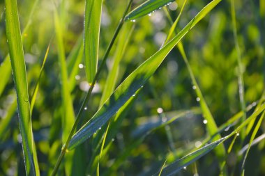 Sazlık doğal sürgünler yeşil çiçek bitkisel arka plan