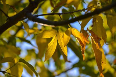 Daldaki sarı ve yeşil yapraklar üzerinde güzel ışık ve gölge. Sonbahar güneşli bir gün. Işık ve gölge. Sıcak sonbahar.