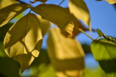 Daldaki sarı ve yeşil yapraklar üzerinde güzel ışık ve gölge. Sonbahar güneşli bir gün. Işık ve gölge. Sıcak sonbahar.