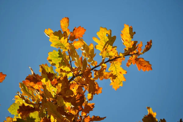 Ramos de carvalho com folhas coloridas de outono close-up. amarelo, vermelho, folhas verdes do outono contra o céu azul . — Fotografia de Stock