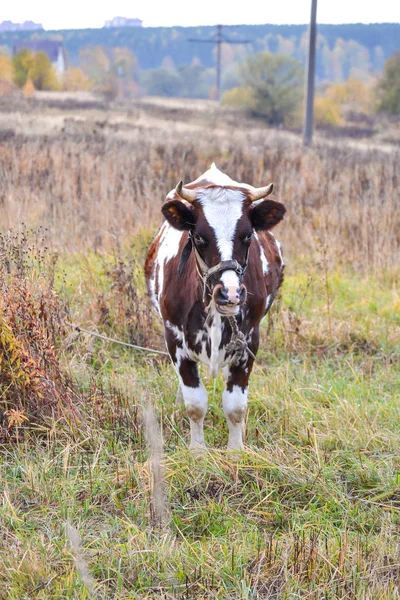 Krowa siki na łące. Jesienny krajobraz. Rosja — Zdjęcie stockowe