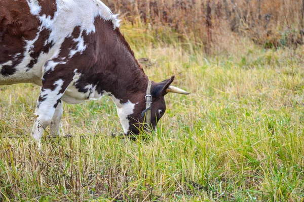 Cow grazes in a meadow. Autumn landscape. Russia — Stock Photo, Image