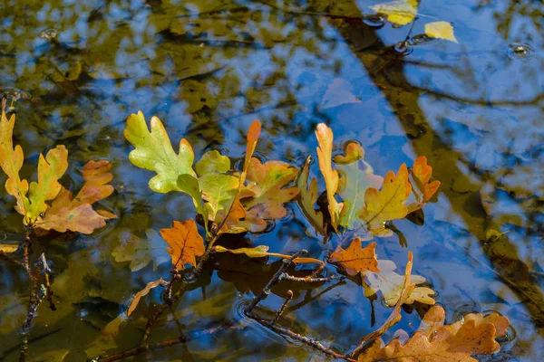 Feuilles jaunes de chêne dans l'eau. Concept d'automne . — Photo