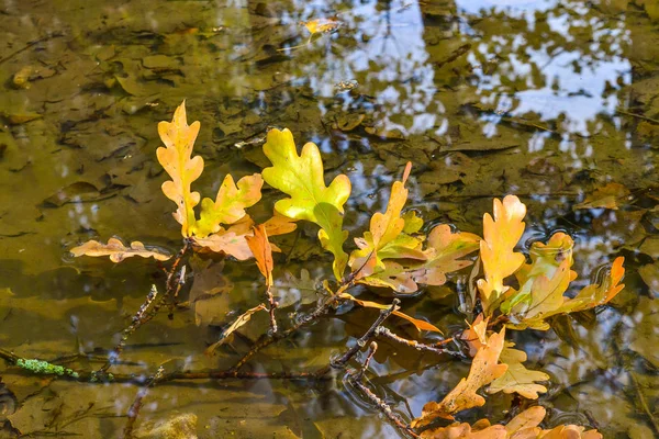 Feuilles jaunes de chêne dans l'eau. Concept d'automne . — Photo