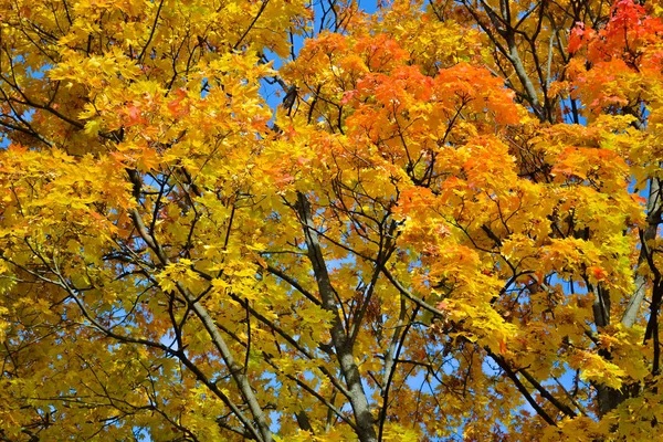 Bela vista de outono. Bordo vermelho, amarelo, cores verdes de folhas contra um céu azul. Dia quente do outono . — Fotografia de Stock
