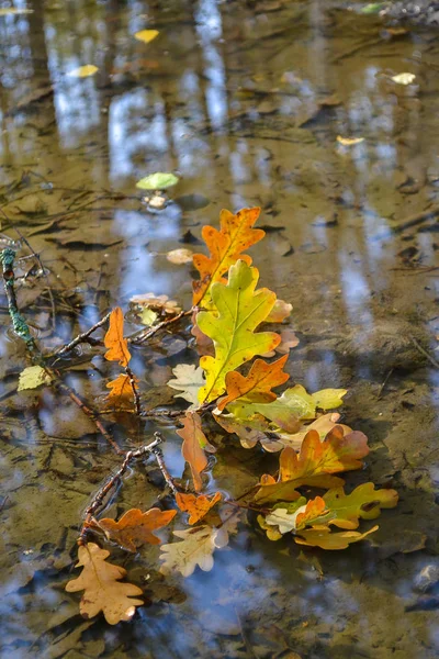 Feuilles jaunes de chêne dans l'eau. Concept d'automne . — Photo