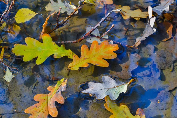 Осенние дубовые листья в луже. Лес отражается в воде . — стоковое фото