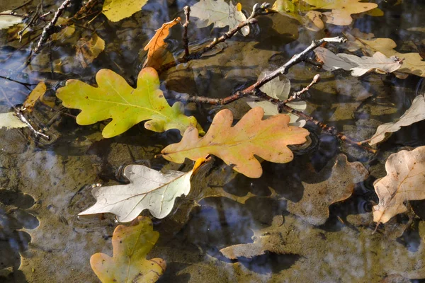 Feuilles de chêne d'automne dans une flaque d'eau. La forêt se reflète dans l'eau . — Photo