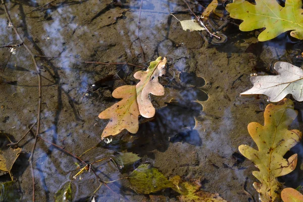 Feuilles de chêne d'automne dans une flaque d'eau. La forêt se reflète dans l'eau . — Photo