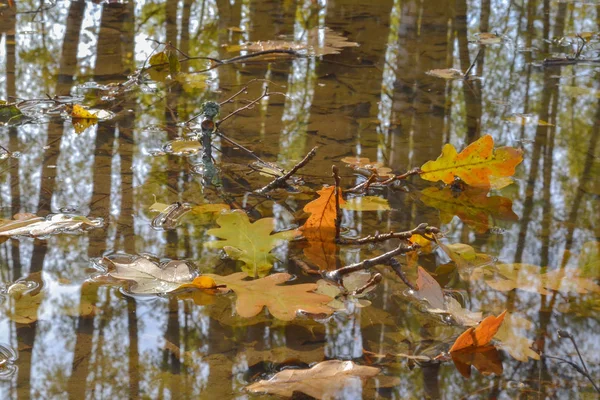 Feuilles de chêne d'automne dans une flaque d'eau. La forêt se reflète dans l'eau . — Photo