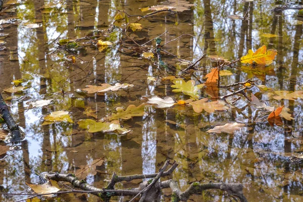 Feuilles de chêne d'automne dans une flaque d'eau. La forêt se reflète dans l'eau . — Photo