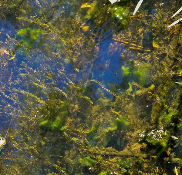 Lago con algas. Vista desde arriba . — Foto de Stock