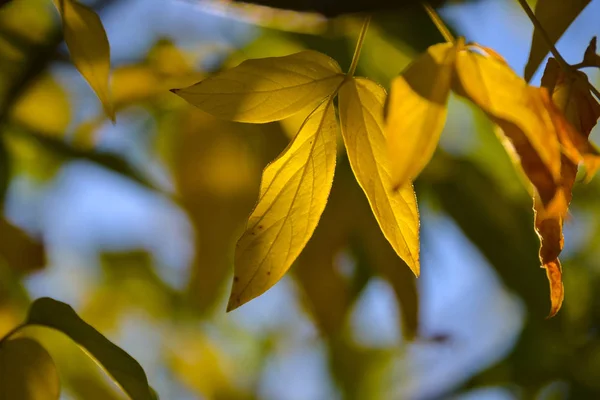 Belle lumière et ombre sur les feuilles jaunes et vertes sur la branche. Journée ensoleillée d'automne. Lumière et ombre. Automne chaud . — Photo