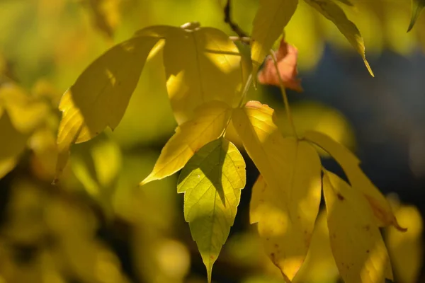 Belle lumière et ombre sur les feuilles jaunes et vertes sur la branche. Journée ensoleillée d'automne. Lumière et ombre. Automne chaud . — Photo