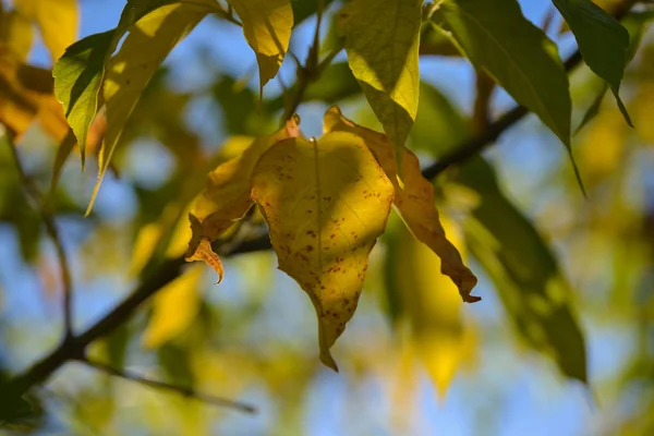 Belle lumière et ombre sur les feuilles jaunes et vertes sur la branche. Journée ensoleillée d'automne. Lumière et ombre. Automne chaud . — Photo