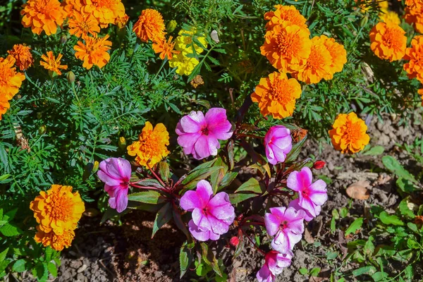 Redondo, flores alaranjadas brilhantes Marigolds — Fotografia de Stock