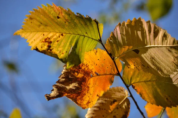 Beautiful autumn multicolored hazel leaves. Red, yellow, green against a blue sky. Close-up.