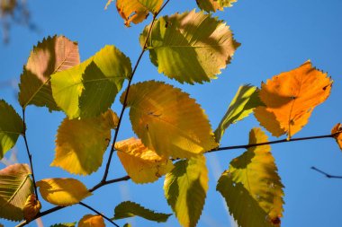 Güzel sonbahar çok renkli ela yaprakları. Kırmızı, sarı, mavi gökyüzüne karşı yeşil. Close.