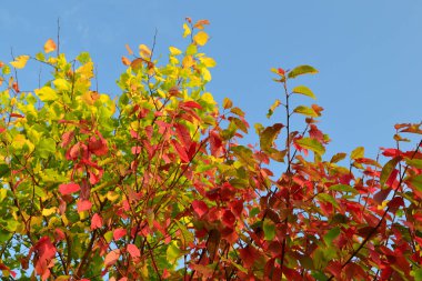 Mavi gökyüzüne karşı bir ağacın üzerinde kırmızı, sarı, yeşil yapraklar. Sonbahar manzarası. Sıcak tonları