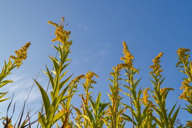 Mavi gökyüzüne karşı çimenler. Alt görünüm