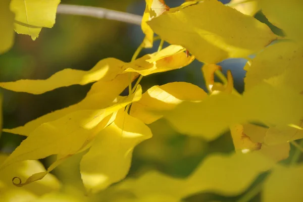 Belle lumière et ombre sur les feuilles jaunes et vertes sur la branche. Journée ensoleillée d'automne. Lumière et ombre. Automne chaud . — Photo