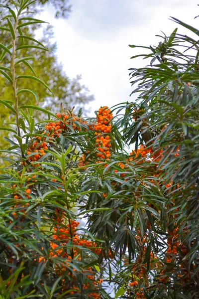 Branch with berries of sea buckthorn and green leaves — Stock Photo, Image