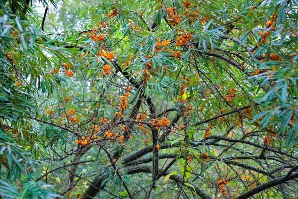 Branch with berries of sea buckthorn and green leaves — Stock Photo, Image