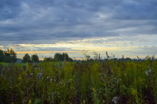 Meadow grass in the field. The sky in storm clouds — Stock Photo, Image