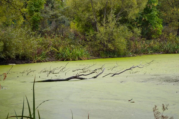 Der See, bewachsen mit grünem Wasserkraut. — Stockfoto