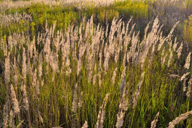 Imperata cylindrica Beauv veya Doğada Tüy çim Cogon Çim