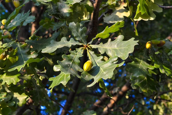 Hojas de roble y bellotas en ramas contra el cielo . —  Fotos de Stock