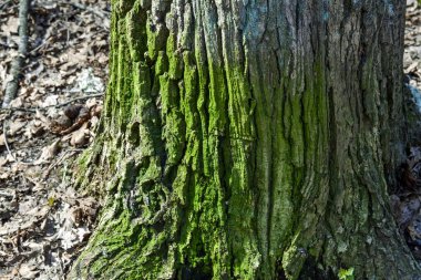 Kökünde yeşil yosunla kaplı bir ağacın gövdesi