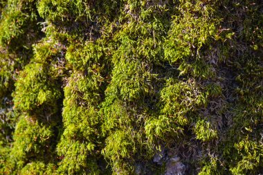Yosun dokusu, kopyalama alanı olan arkaplan