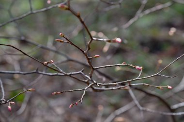 böbrekler çiçek açar. Bahar geldi, ilk yeşil. Doğa uyanır. Sıcak güneşli bahar günü.