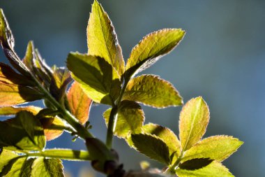 Renkli çok renkli genç yaprakları bir dal çalılar yakın çekim. Gökyüzünün arka planına karşı. güneş ışığına karşı