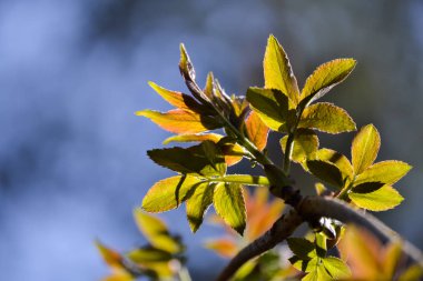 Renkli çok renkli genç yaprakları bir dal çalılar yakın çekim. Gökyüzünün arka planına karşı. güneş ışığına karşı