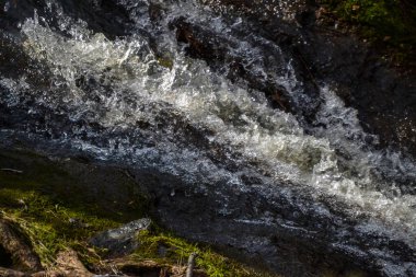 Ormandaki vahşi akıntı. Kaynar su. Orman doğası.