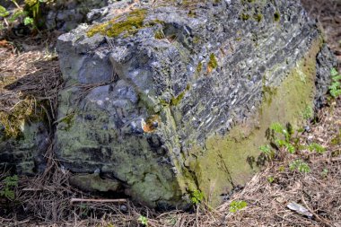 Yosunla kaplı bir ormanda eski büyük taş