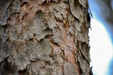 kuru ağaç kabuğu dokusu arkaplanı