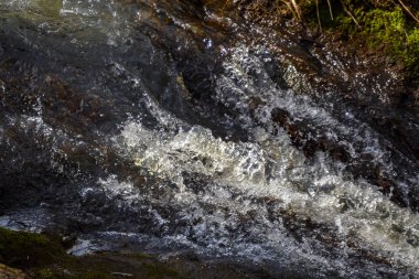 Ormandaki vahşi akıntı. Kaynar su. Orman doğası.