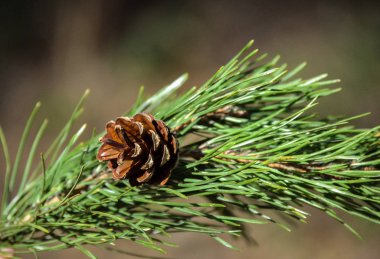Koni ile çam dalı. Close. Bahar ormanı