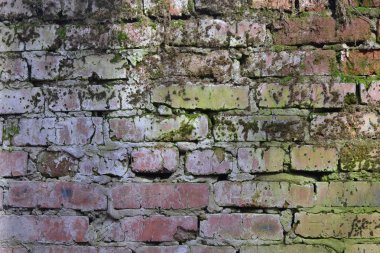 Yeşil yosun veya liken ile bir tuğla duvar arka plan eski doku. Çizgili eski bir duvar. Renkli. Kırmızı ve yeşil renk.