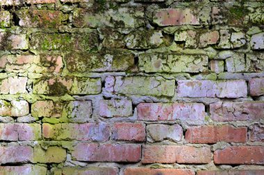 Yeşil yosun veya liken ile bir tuğla duvar arka plan eski doku. Çizgili eski bir duvar. Renkli. Kırmızı ve yeşil renk.