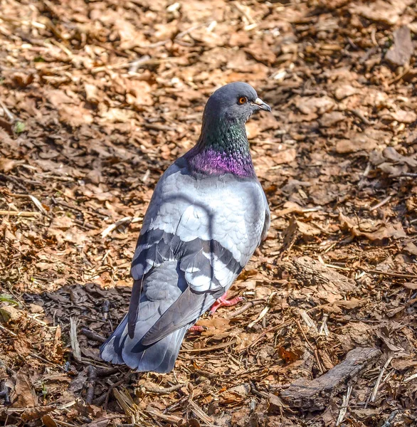 Taube hautnah im Wald auf dem Boden — Stockfoto
