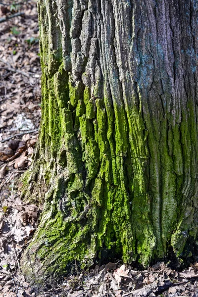 Der Stamm eines Baumes an der Wurzel mit grünem Moos bedeckt — Stockfoto