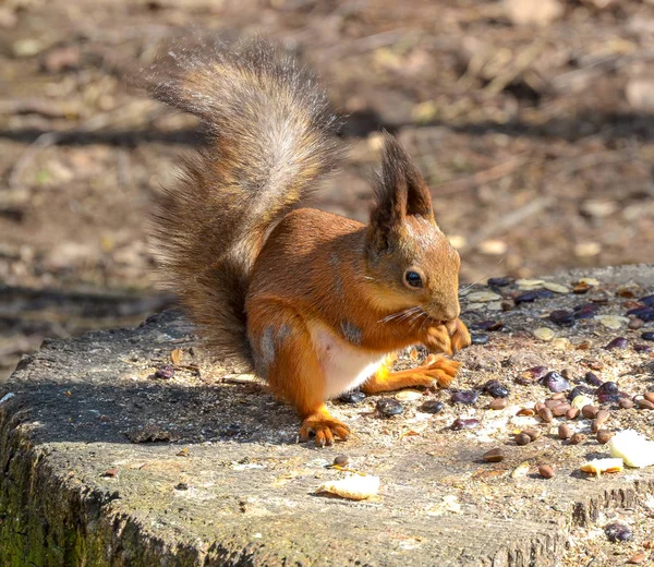 Vörös mókus rágja egy anyát az erdőben — Stock Fotó