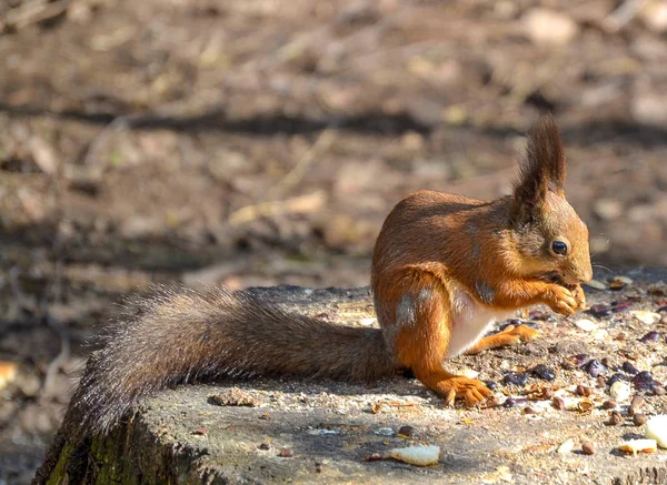 Lo scoiattolo rosso rode una noce nella foresta — Foto Stock